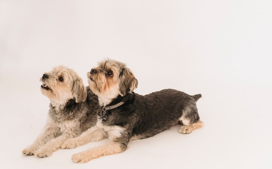 Perch&eacute; il cane mi segue