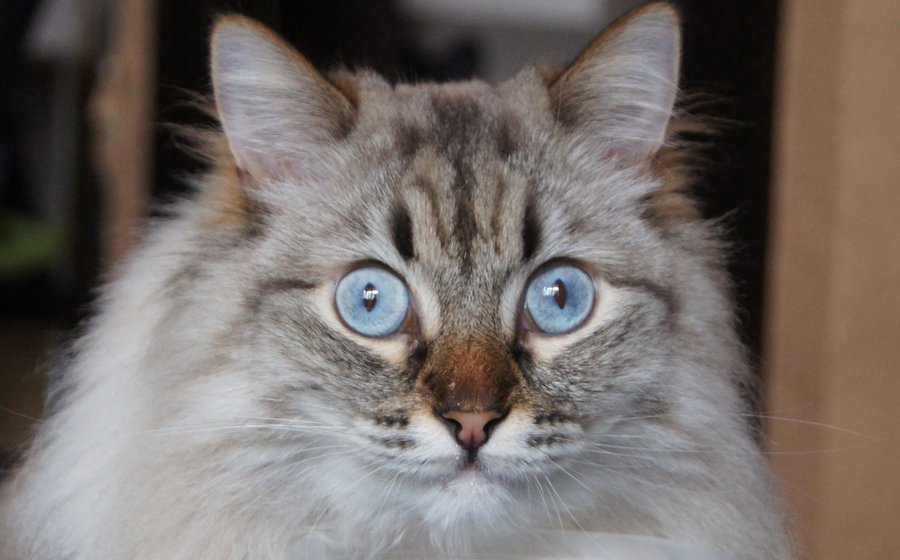 Perch&eacute; il gatto morde