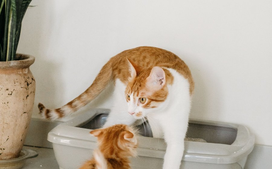 Il gatto non usa la lettiera