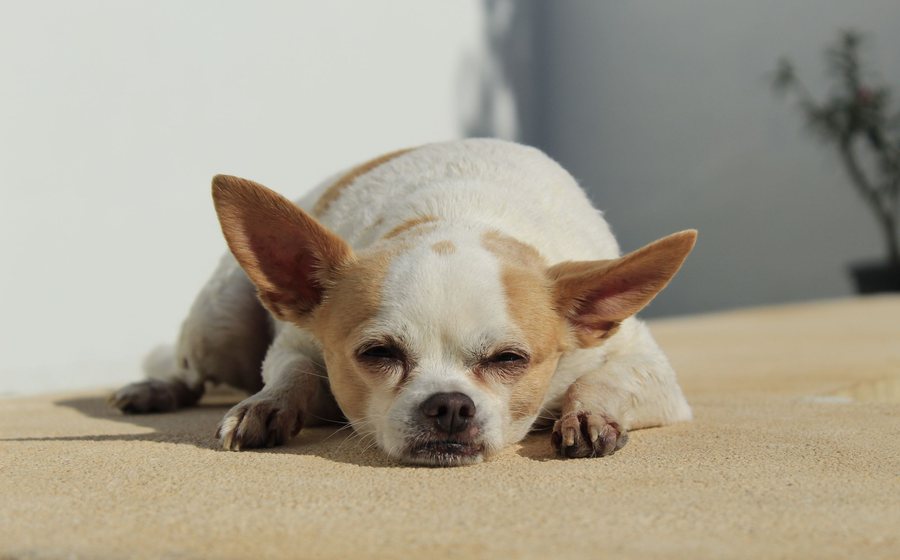 Quanto dorme un cane