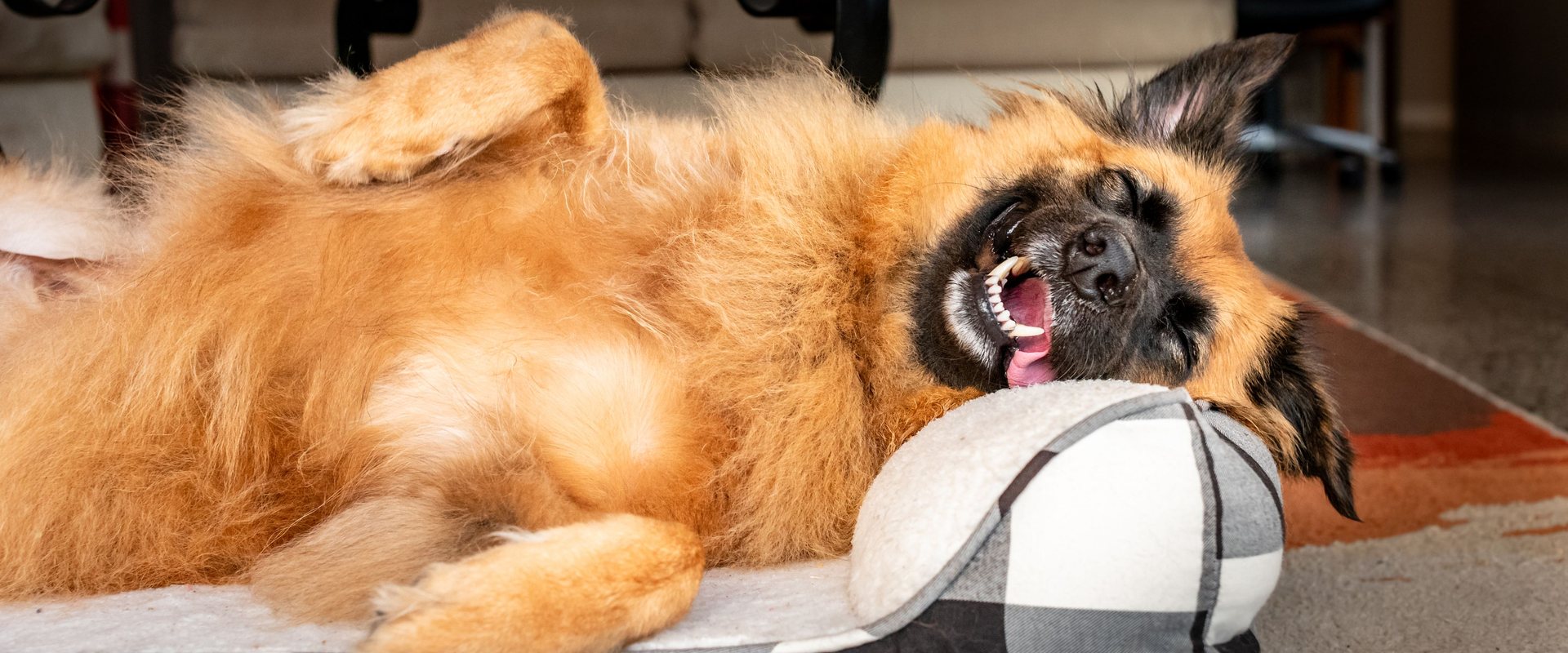 Cane che gioca a pancia in su sulla cuccia