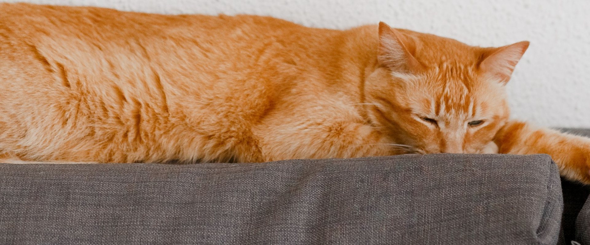 Perch&eacute; il gatto impasta