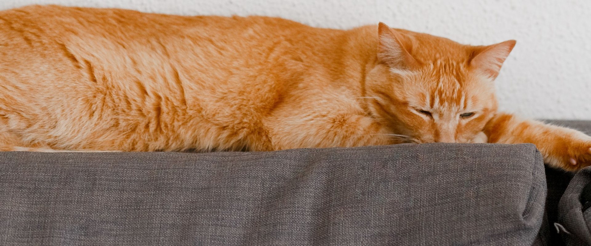 Gatto rosso che dorme sul suo cuscino