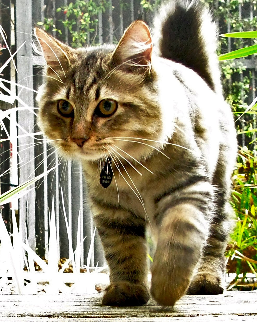 American Bobtail tigrato che cammina in giardino