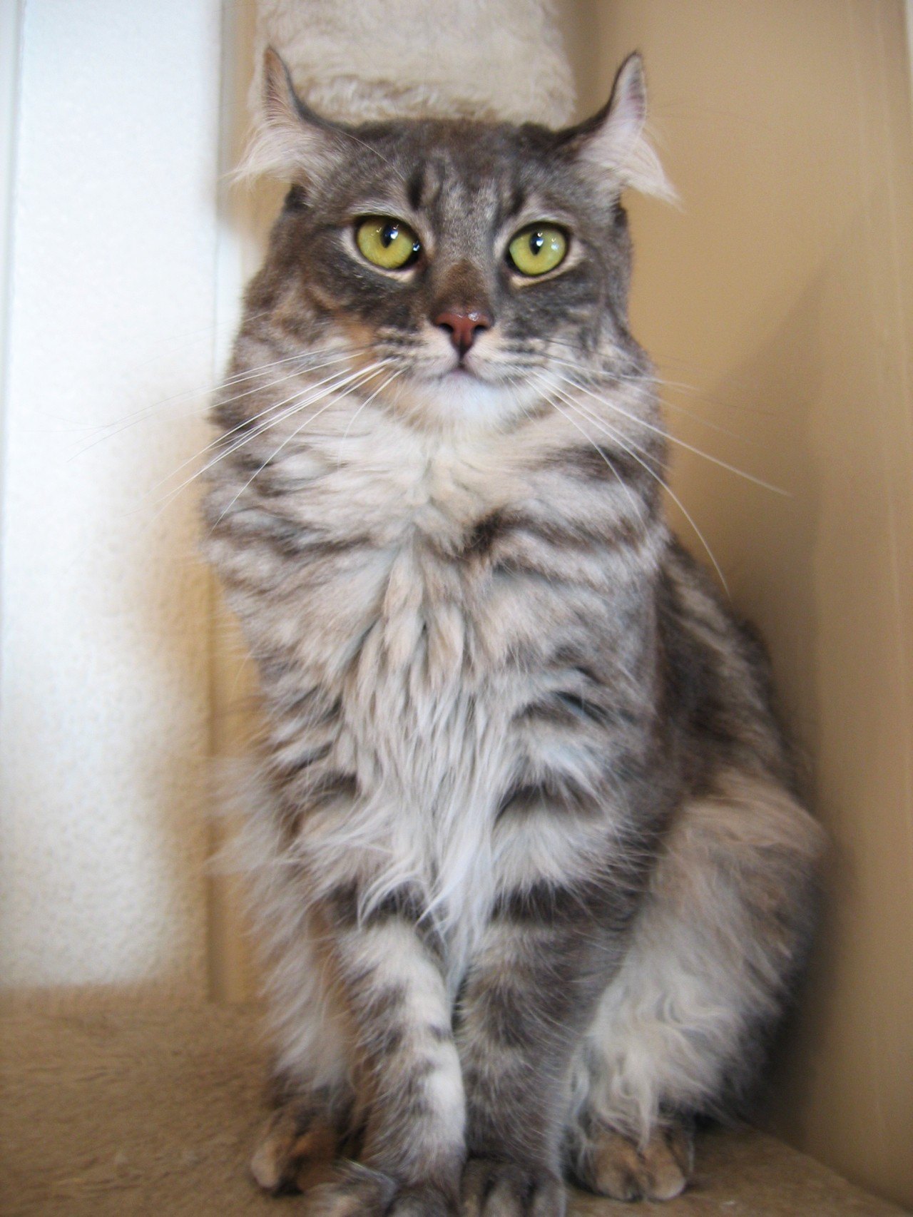 American Curl tigrato con le orecchie arricciate all'indietro