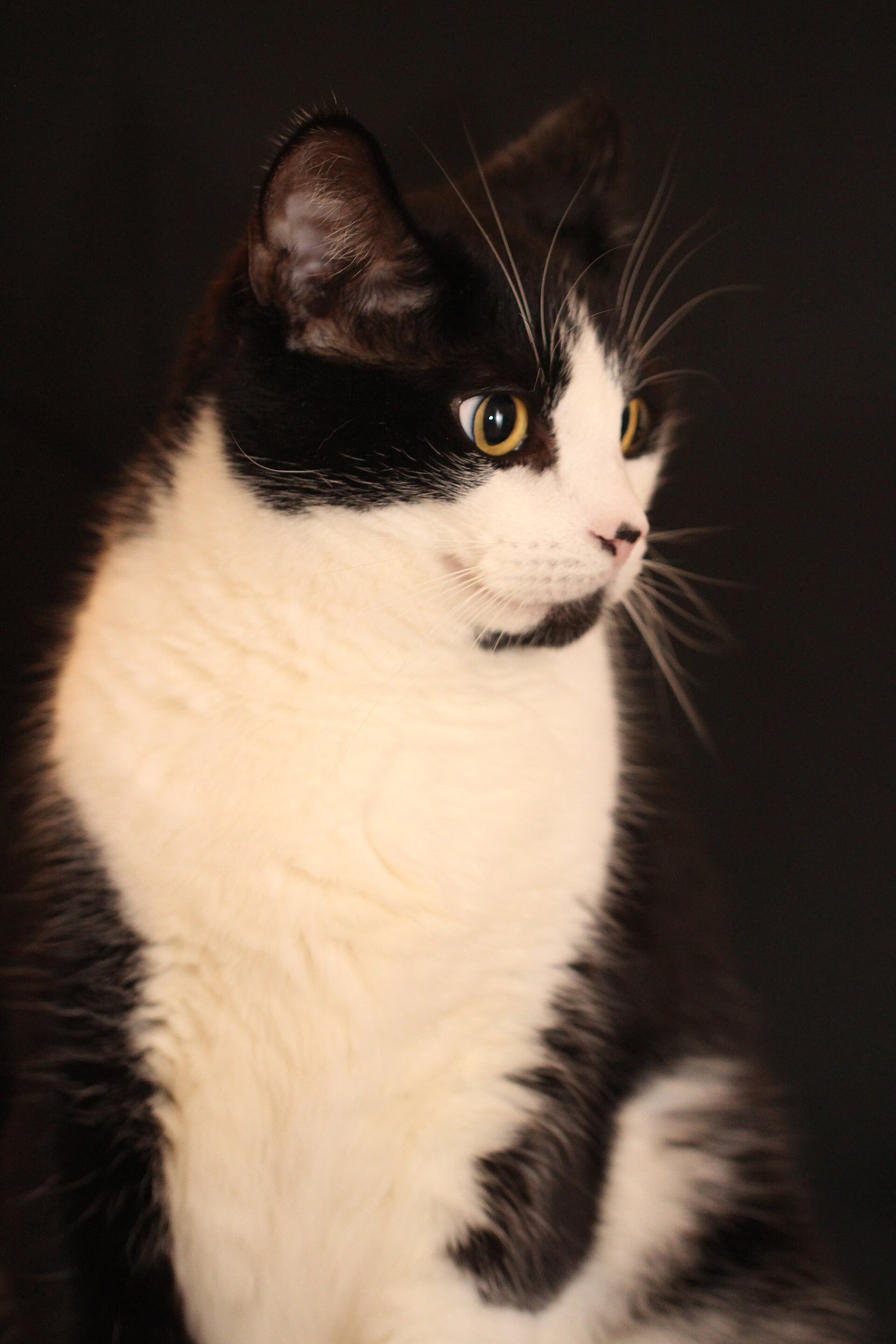 American Shorthair bianco e nero seduto su sfondo scuro