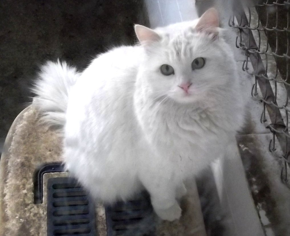 Angora turco bianco a pelo lungo