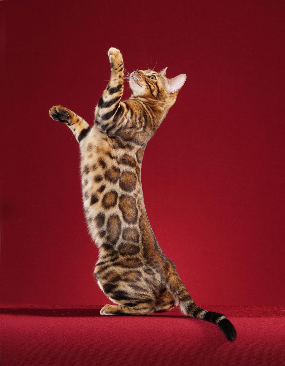 Gatto del Bengala maculato ritto sulle zampe posteriori