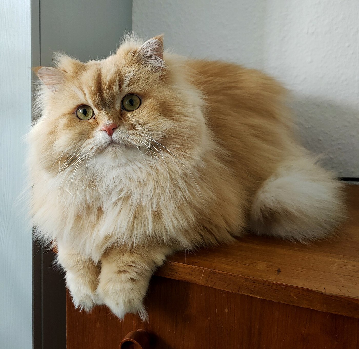 British Longhair crema a pelo lungo su una mensola