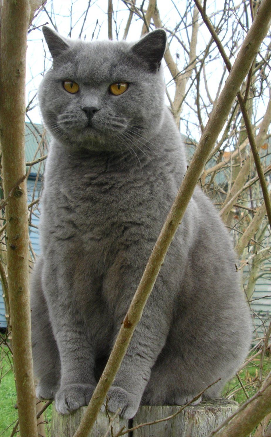 British Shorthair blu seduto fra i rami in giardino