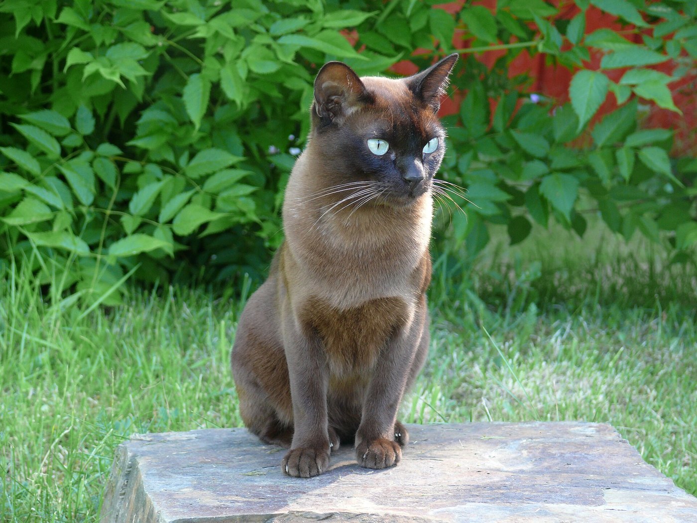 Burmese bruno seduto su una pietra in giardino
