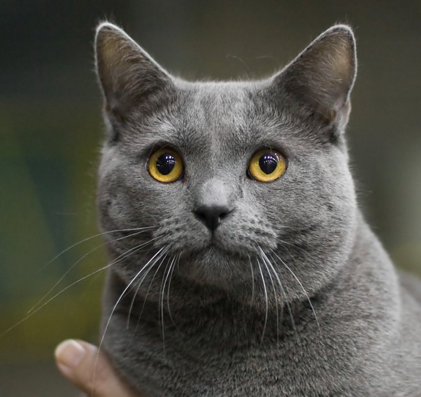 Certosino (Chartreux) grigio-blu in primo piano