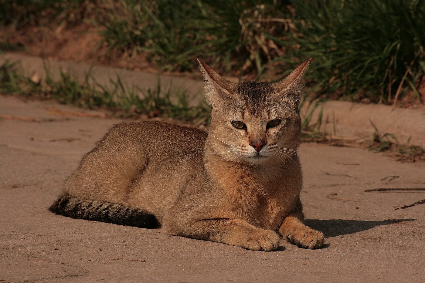 Chausie fulvo disteso su un terreno sabbioso