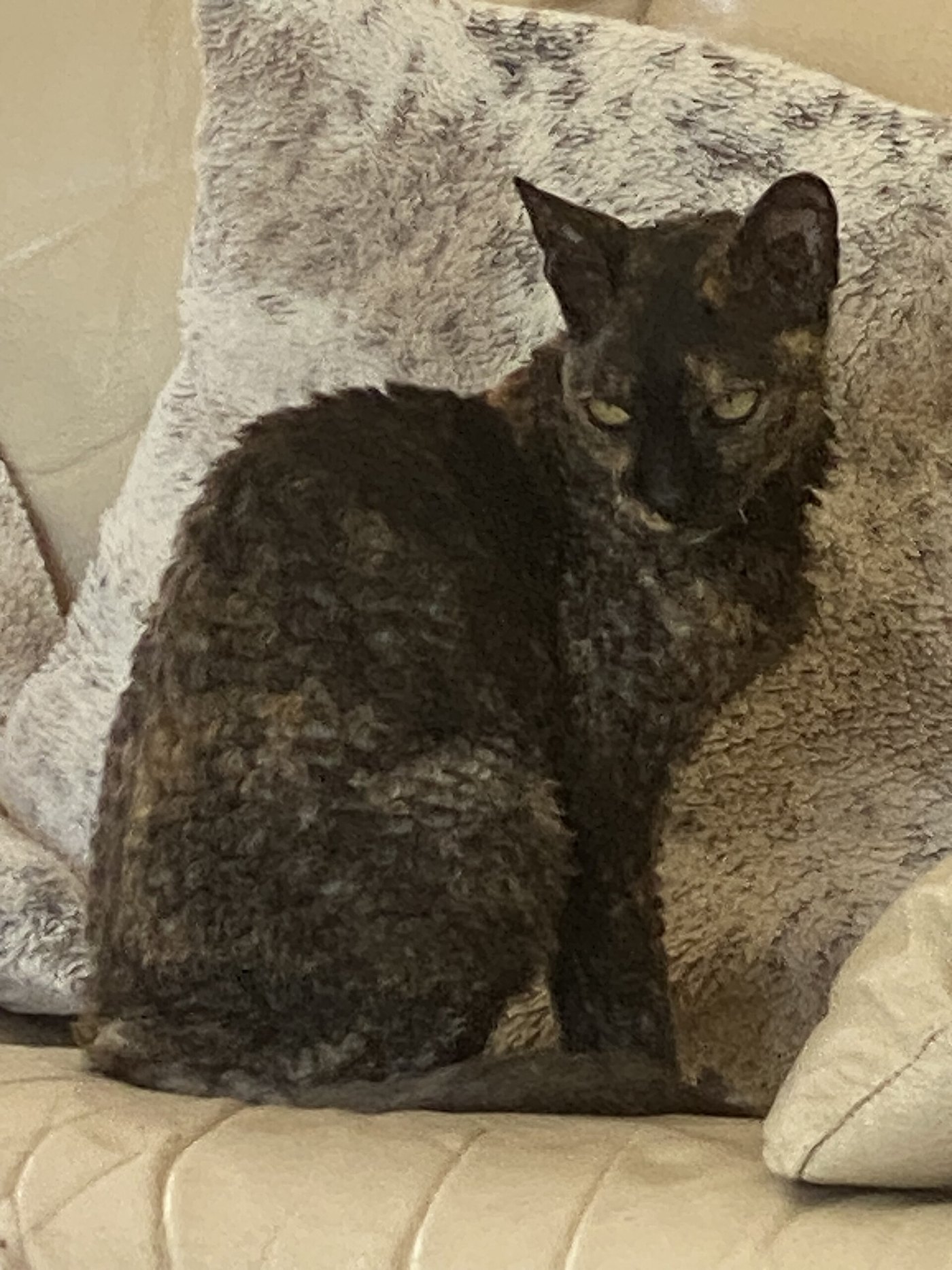 Cornish Rex tortie dal pelo riccio accucciato su un cuscino