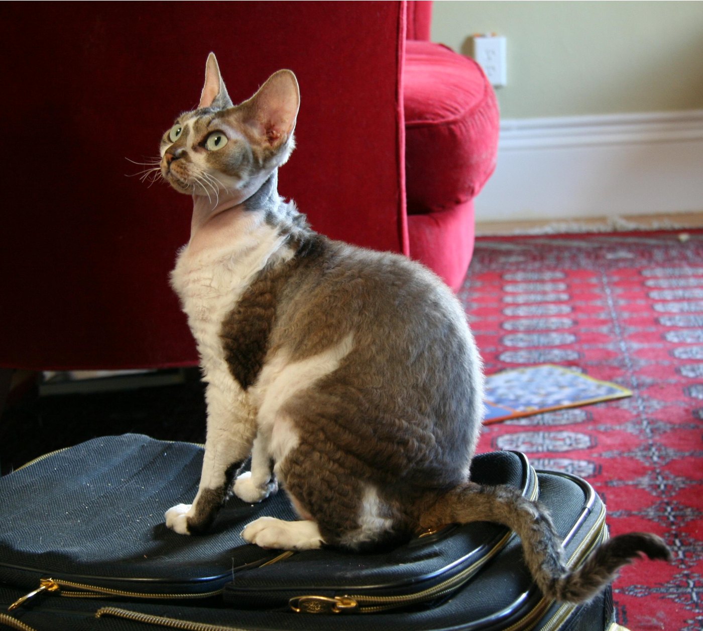 Devon Rex dal pelo ondulato e le orecchie larghe, seduto