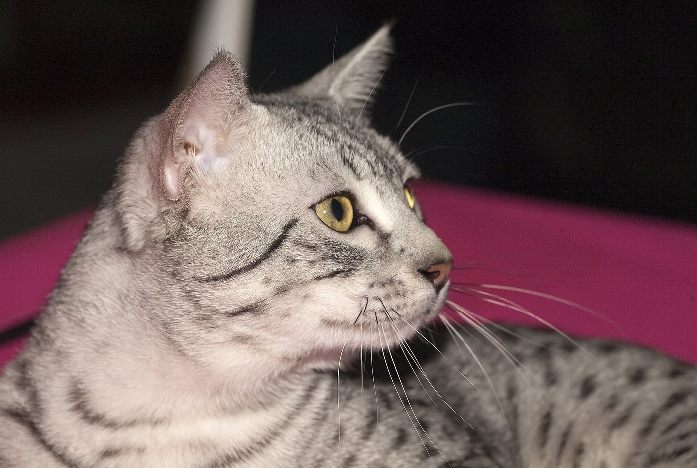 Egyptian Mau argento maculato in primo piano