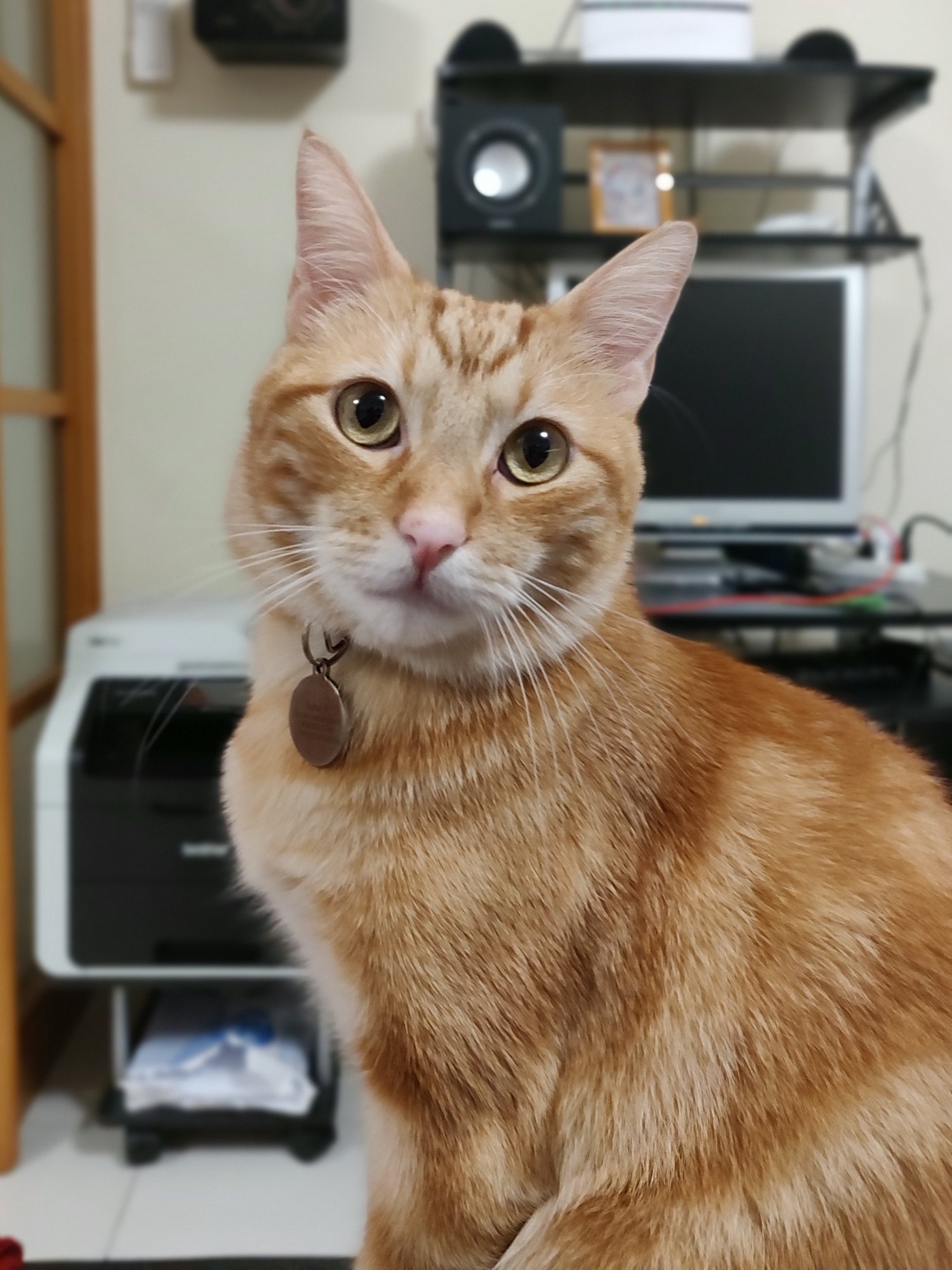 Gatto europeo rosso tigrato con il collarino