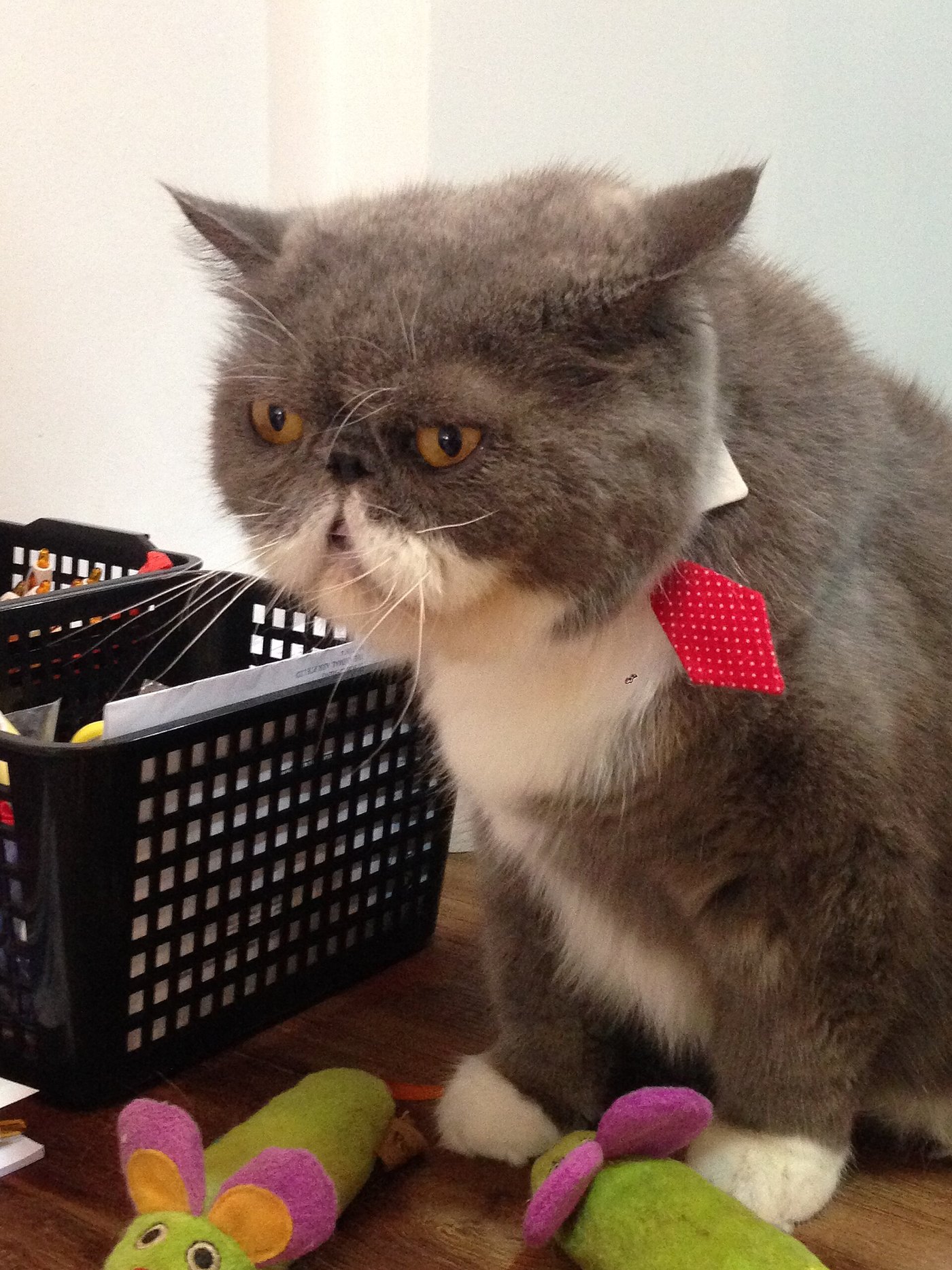 Exotic Shorthair grigio e bianco seduto in casa