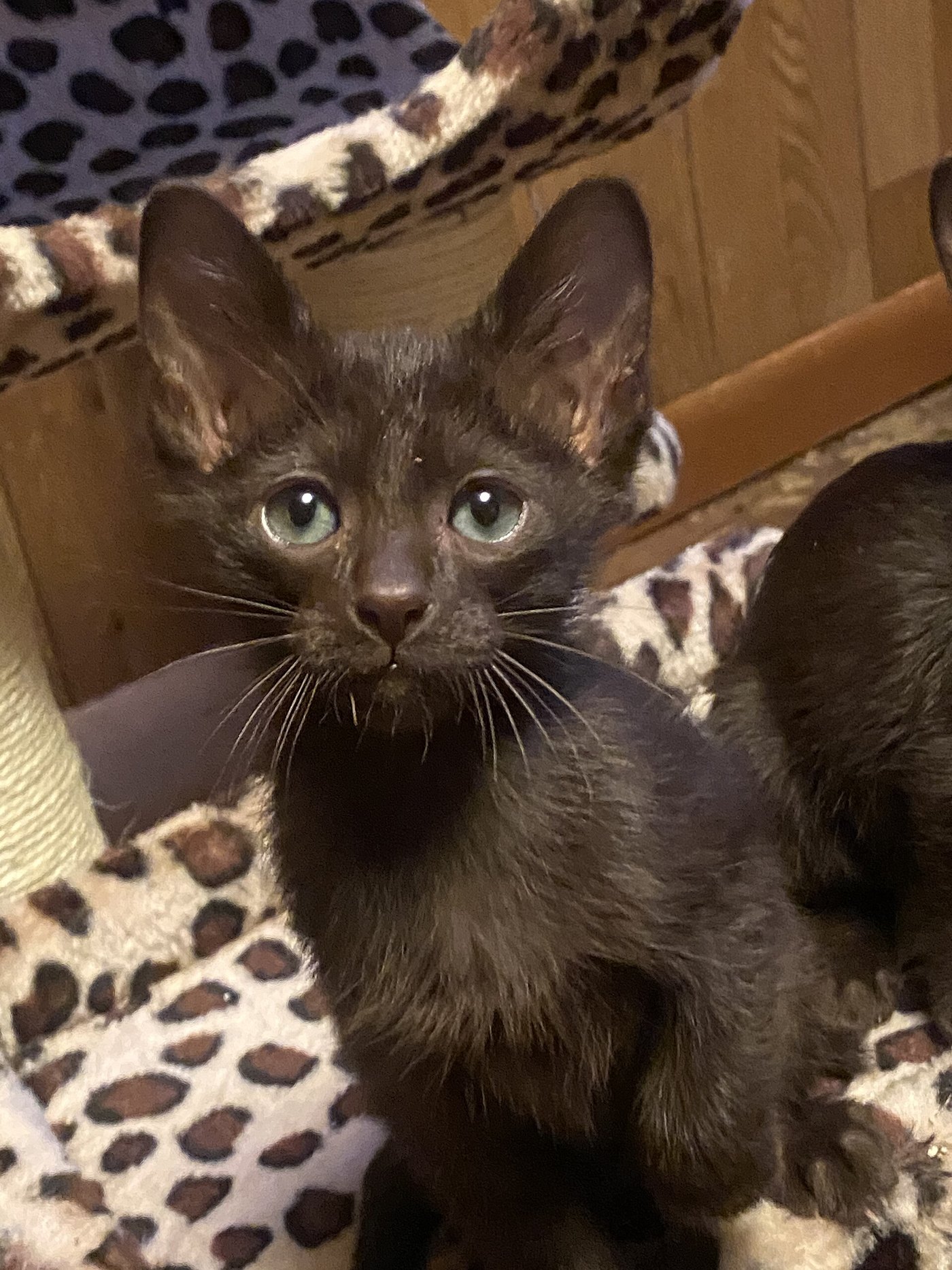 Cucciolo di Havana Brown dal manto bruno