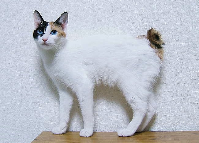 Japanese Bobtail tricolore con la coda a pompon