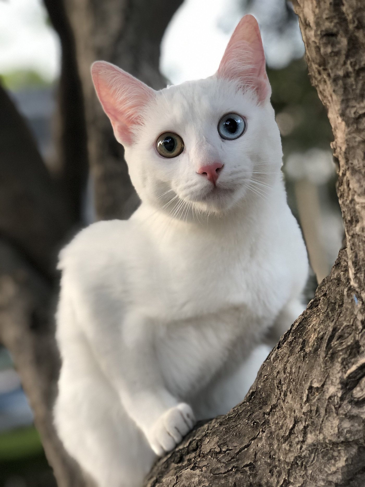 Khao Manee bianco con gli occhi chiari su un albero