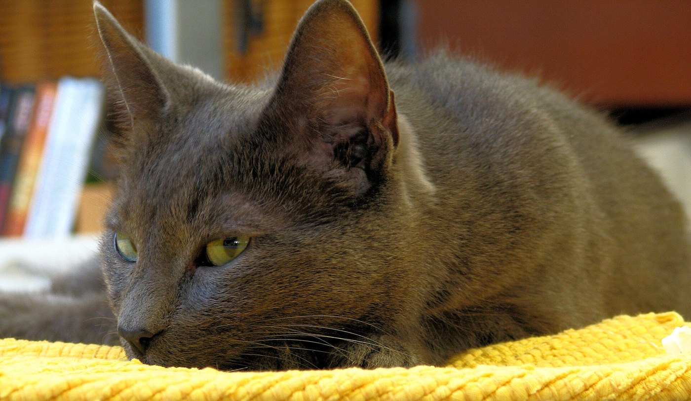 Korat grigio-azzurro disteso su una coperta gialla