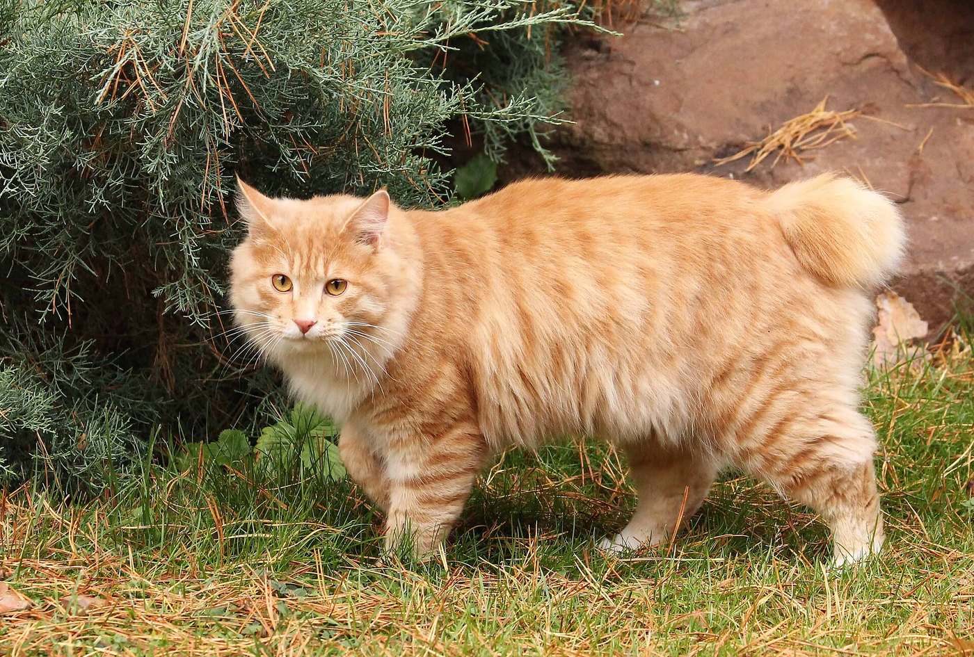 Kurilian Bobtail rosso con la coda corta, all'aperto