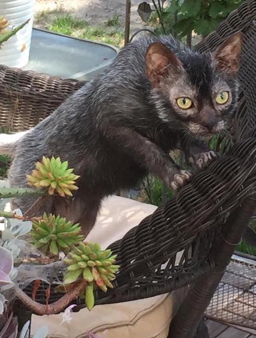 Lykoi dal manto rado che ricorda un lupo