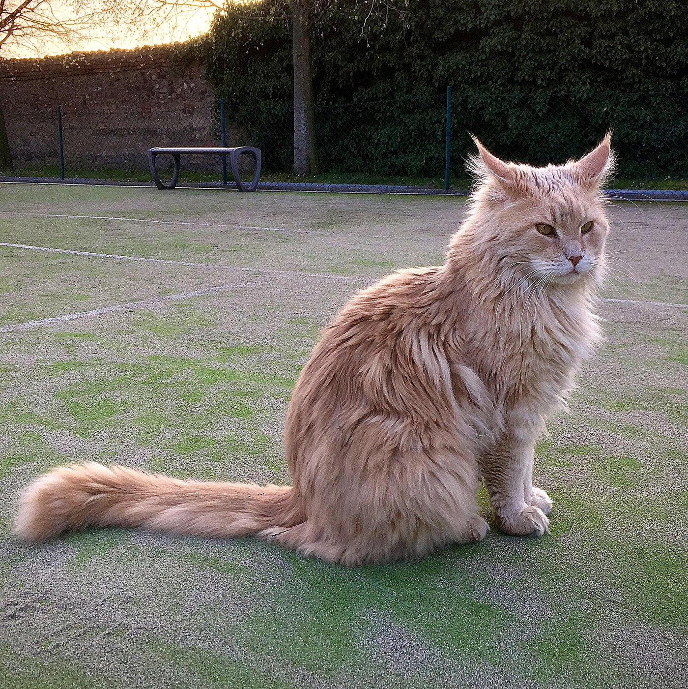 Maine Coon crema seduto all'aperto al tramonto