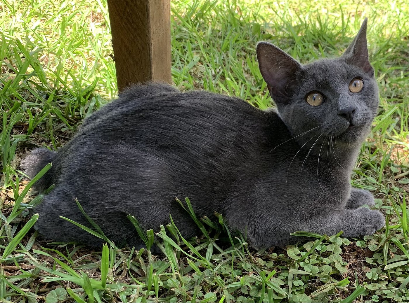 Cucciolo di Manx grigio disteso sull'erba