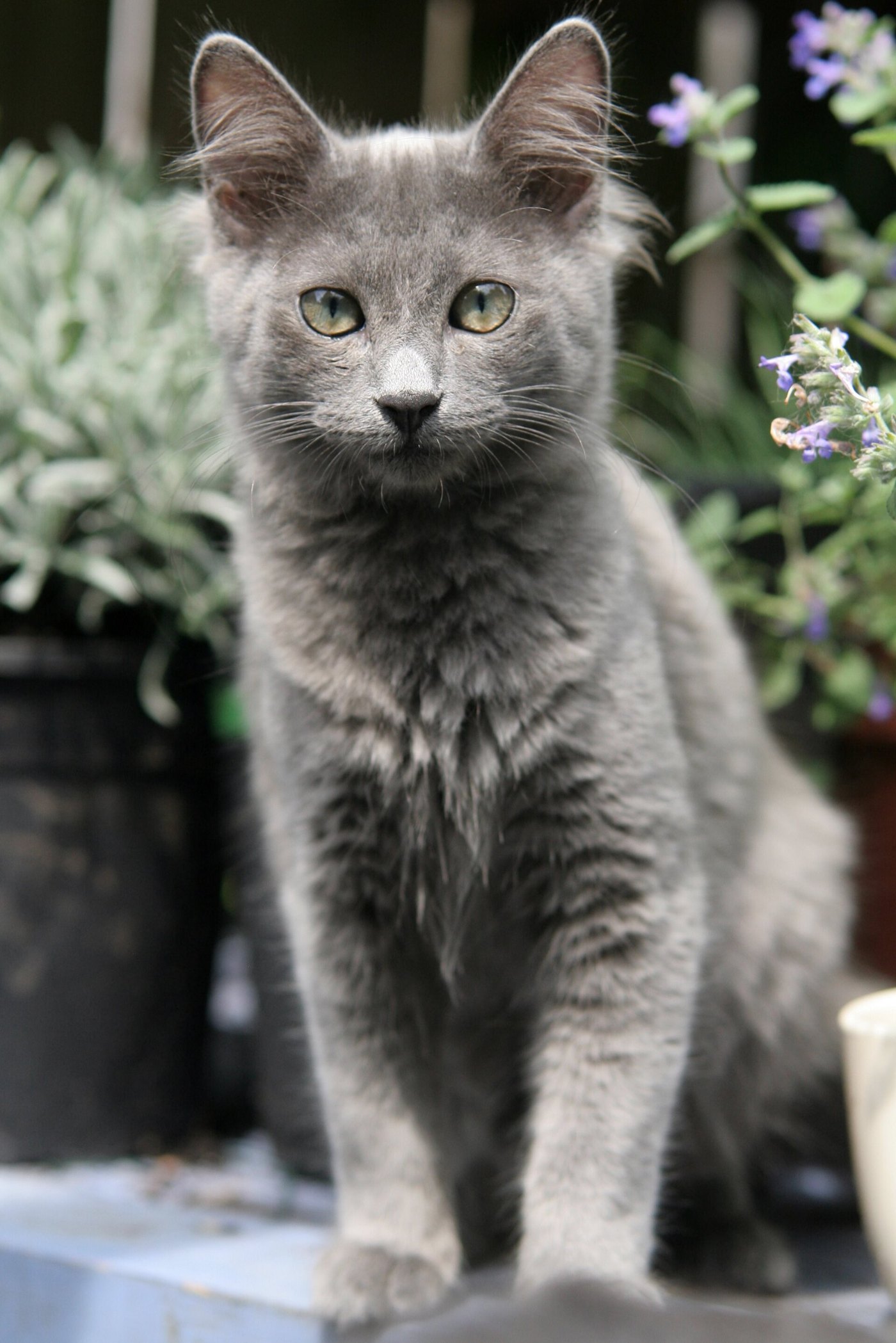 Nebelung grigio a pelo semilungo in giardino