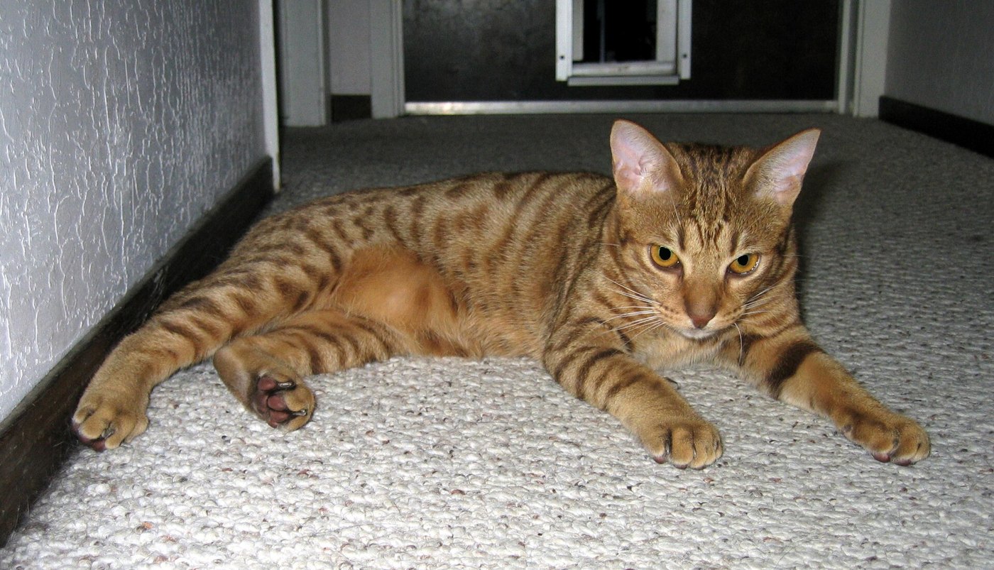 Ocicat maculato disteso sul pavimento