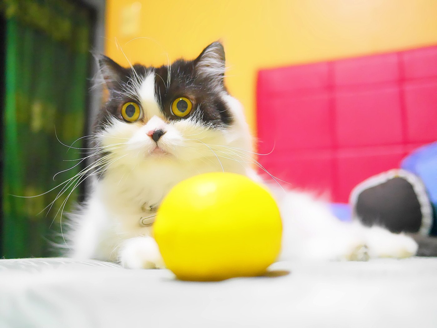 Gatto persiano bicolore dal muso schiacciato accanto a un limone