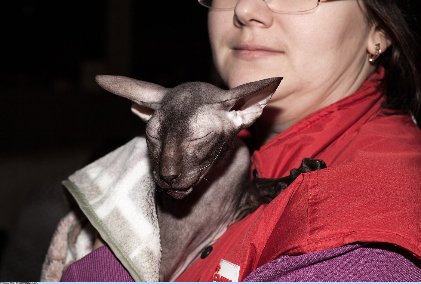 Peterbald grigio senza pelo con le orecchie grandi