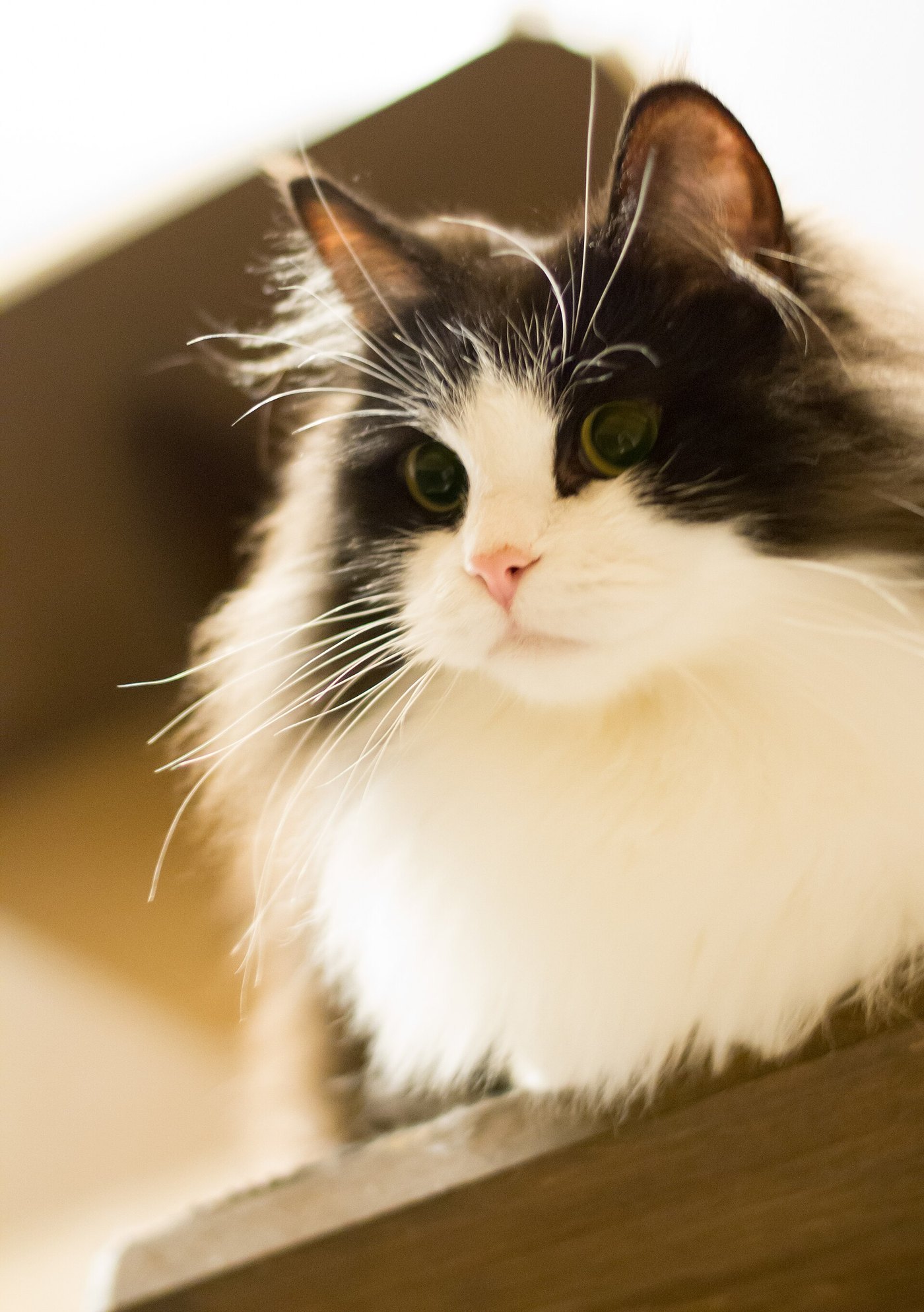 Ragamuffin bianco e nero dal pelo folto