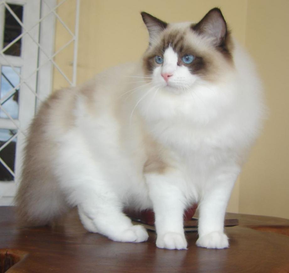 Ragdoll bicolore con occhi azzurri in piedi su un tavolo
