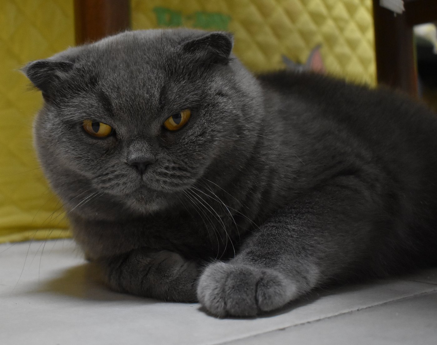 Scottish Fold grigio con le orecchie piegate, disteso