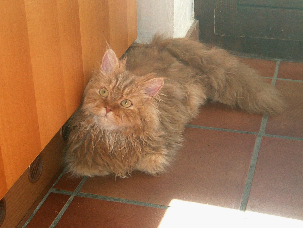Selkirk Rex rosso dal pelo riccio disteso al sole