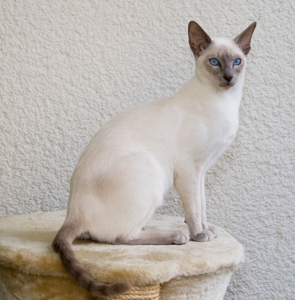 Siamese lilac point seduto su un piedistallo