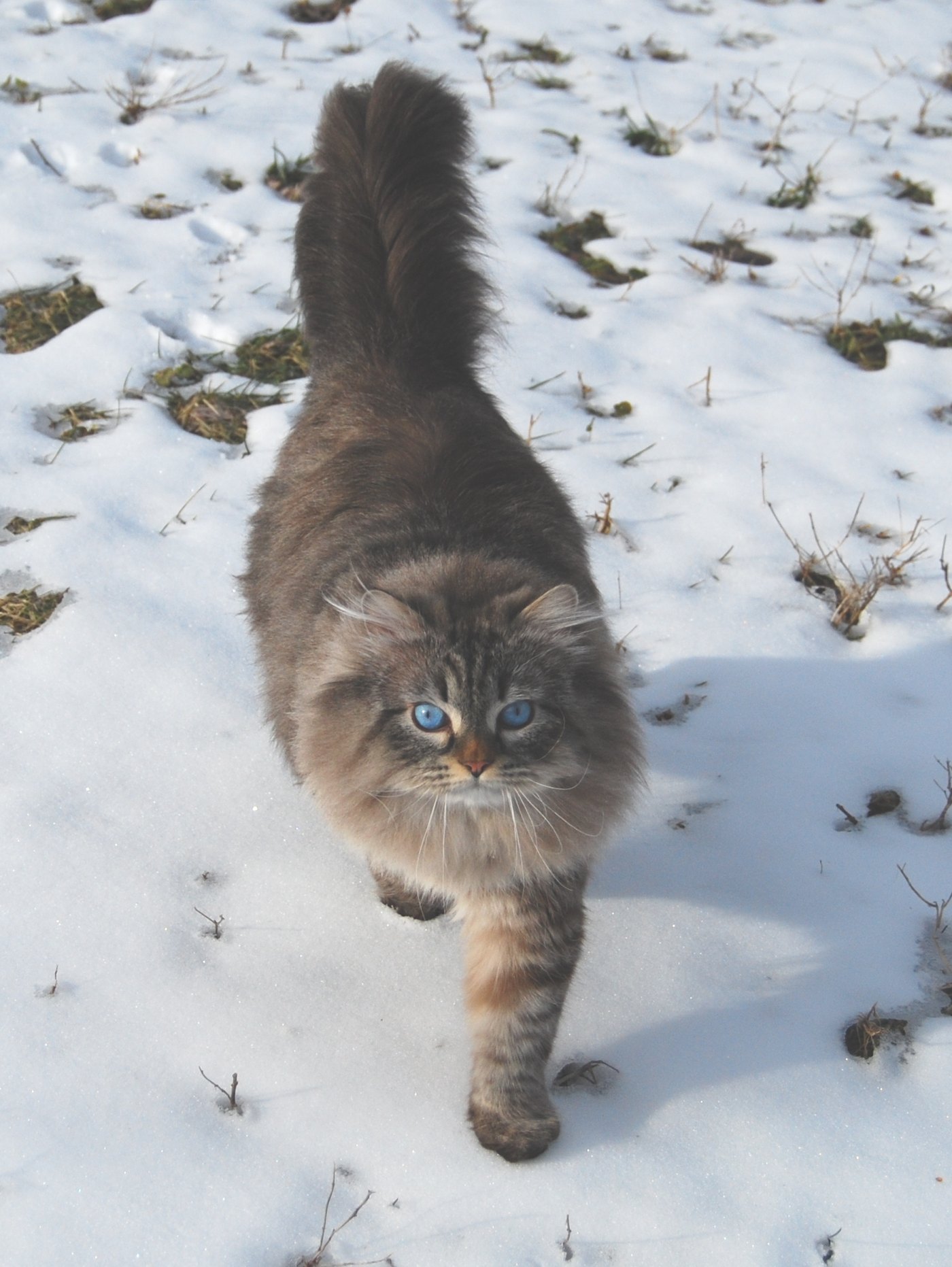 Gatto siberiano che cammina sulla neve