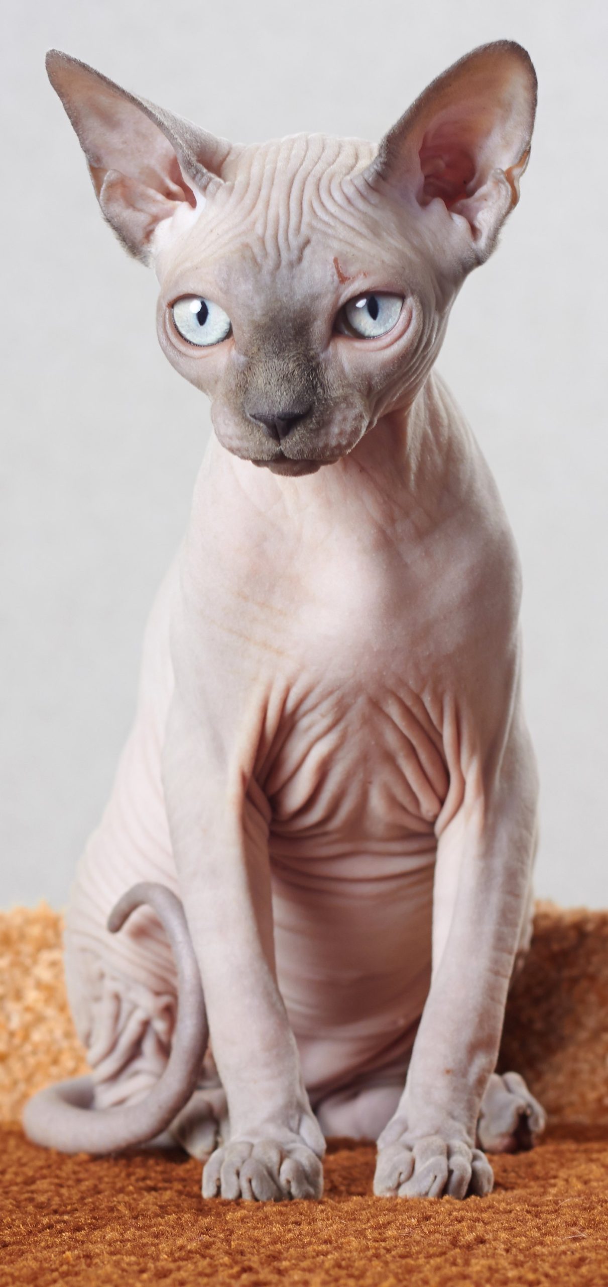 Sphynx senza pelo seduto su un tappeto