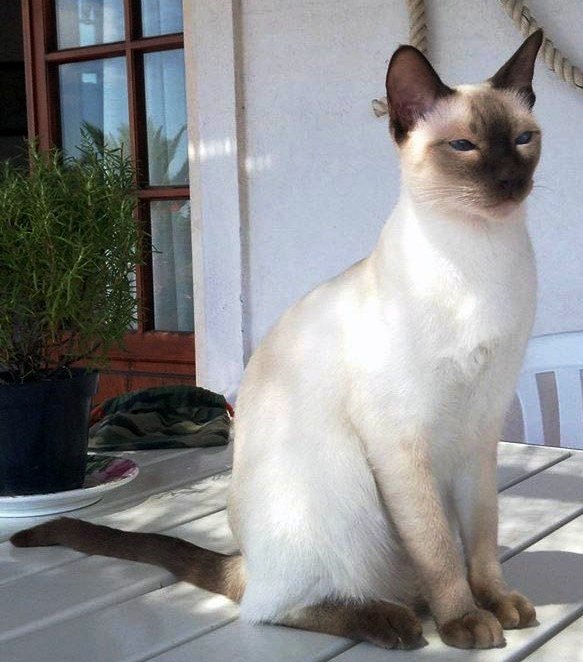 Gatto Thai seal point seduto al sole