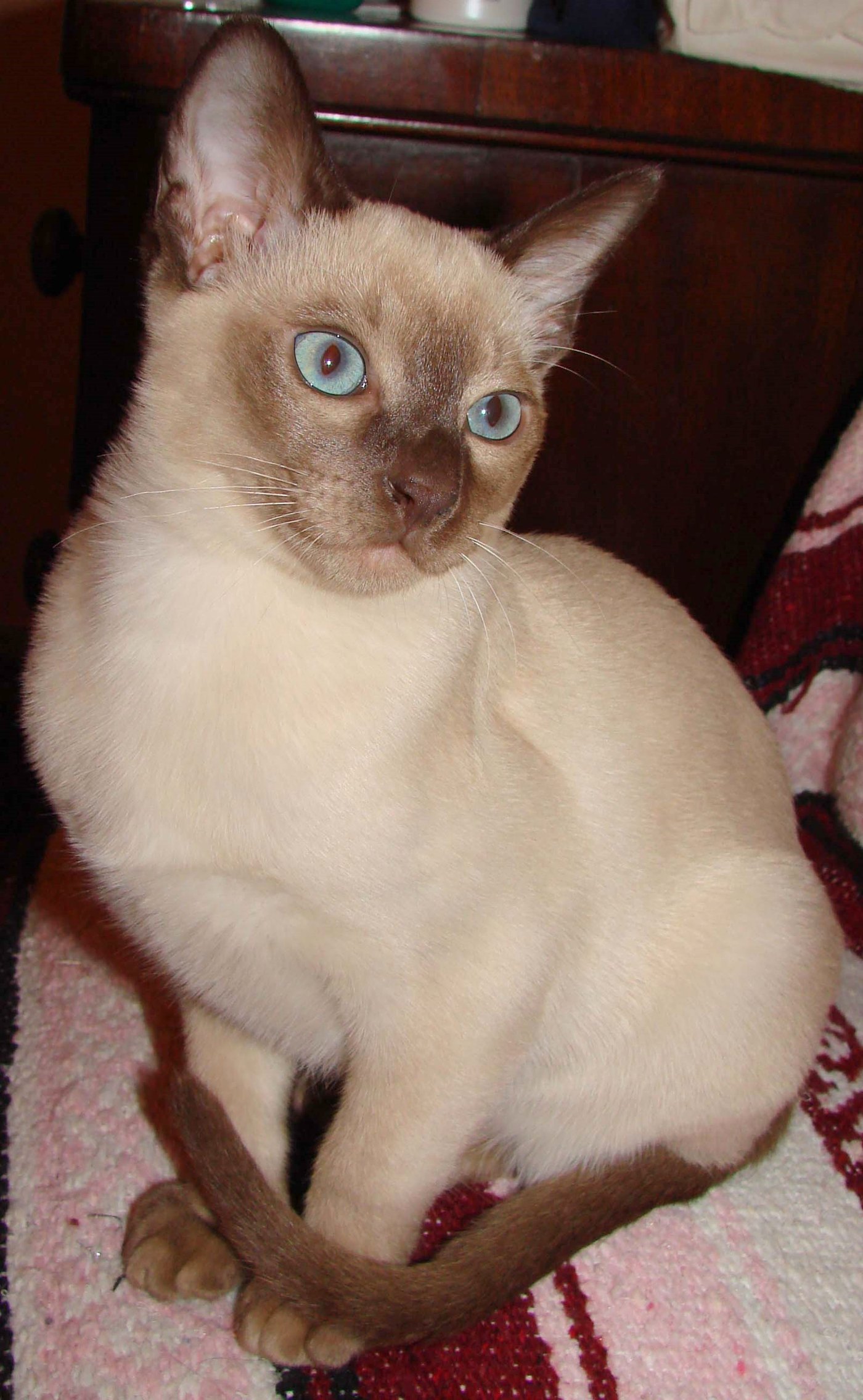 Tonkinese dagli occhi azzurri seduto in casa