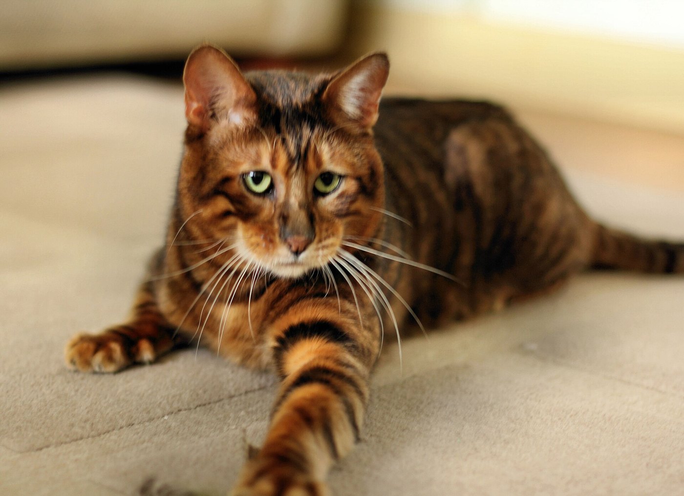 Toyger dal manto tigrato disteso che guarda in camera