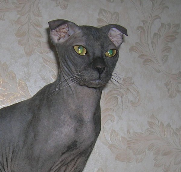 Ukrainian Levkoy grigio con le orecchie piegate in avanti