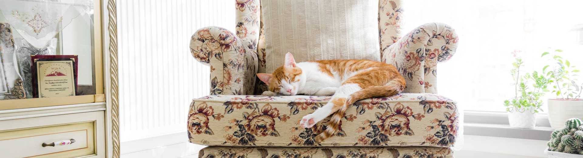Quanto vive un gatto