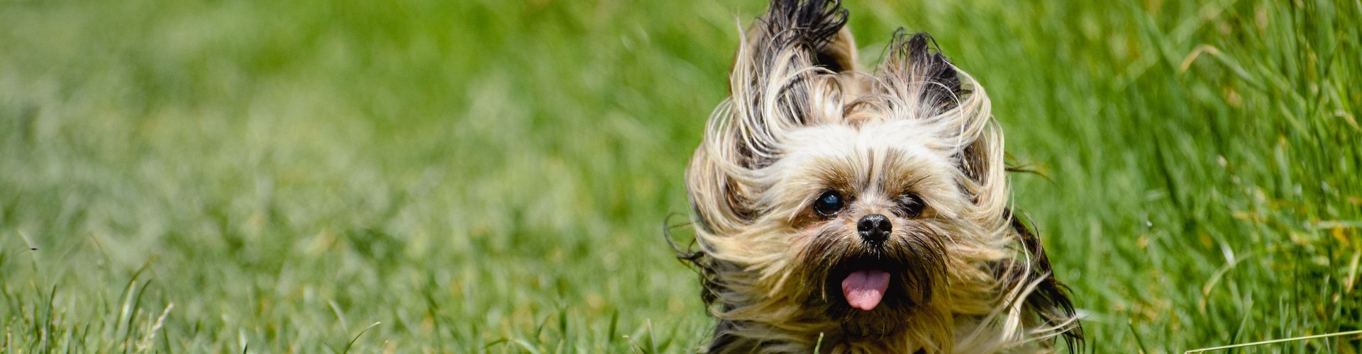 Il cane mangia l&rsquo;erba
