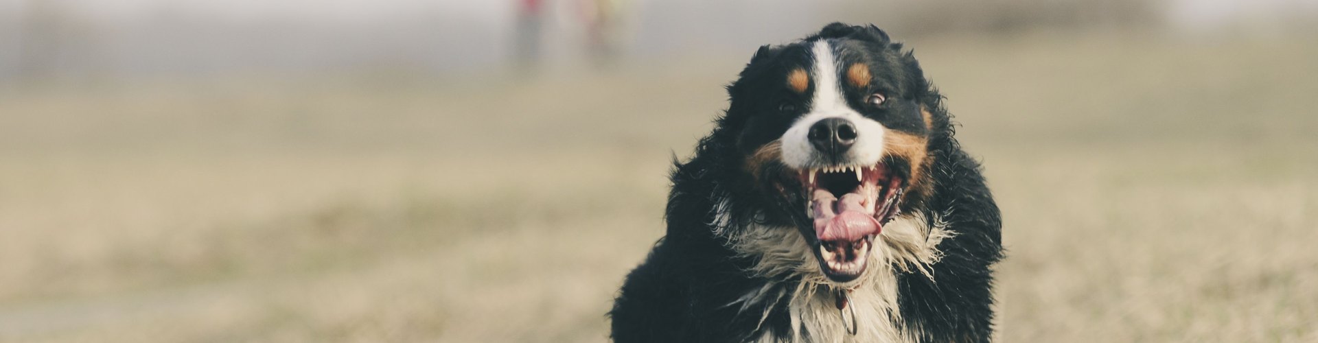 Il cane tira al guinzaglio