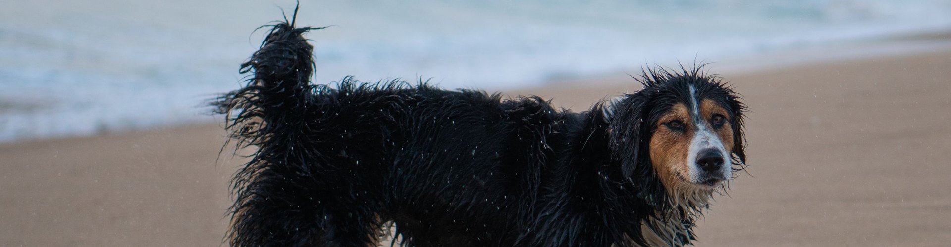 Cibi vietati al cane