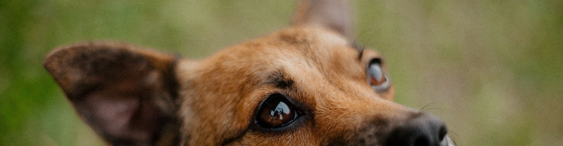 Perch&eacute; il cane abbaia